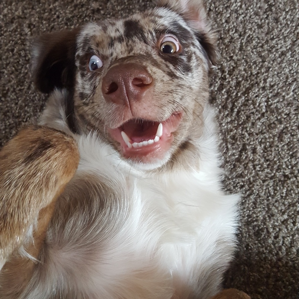 Meet your Posher, Amanda